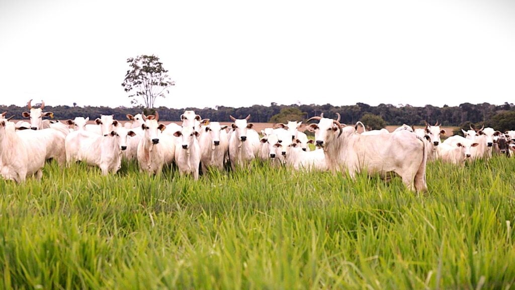 ATeG Inseminação leva tecnologia ao campo e transforma a pecuária