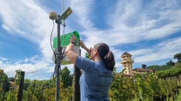 Agricultura testa equipamento de inteligência artificial para monitoramento de insetos em videiras