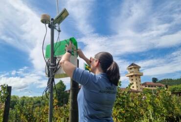 Agricultura testa equipamento de inteligência artificial para monitoramento de insetos em videiras