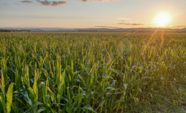 Agropecuária cresce 11,7% em 2025 e reforça peso no PIB brasileiro