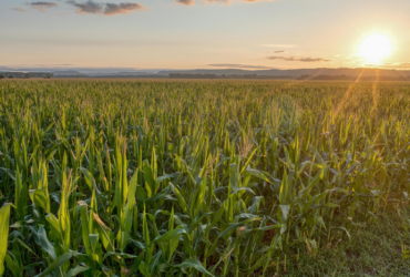 Agropecuária cresce 11,7% em 2025 e reforça peso no PIB brasileiro
