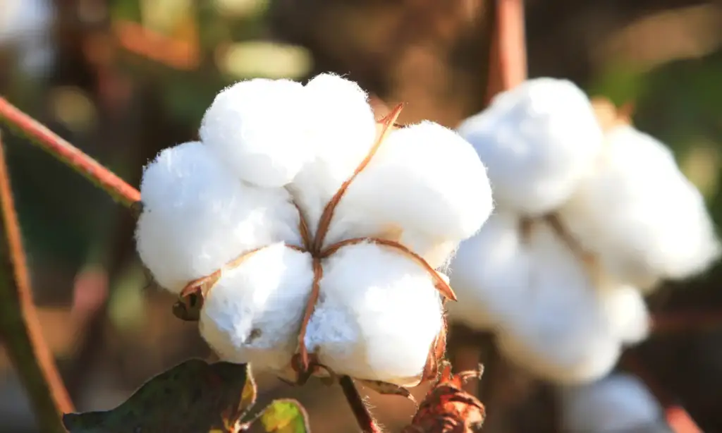 Algodão fecha fevereiro estável, com leve alta de 1,36%, aponta Cepea