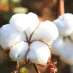 Algodão fecha fevereiro estável, com leve alta de 1,36%, aponta Cepea