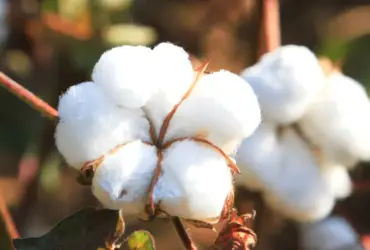 Algodão fecha fevereiro estável, com leve alta de 1,36%, aponta Cepea