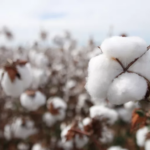 Algodão rompe estabilidade e dispara acima de R$ 3,60 com pressão externa e custo logístico