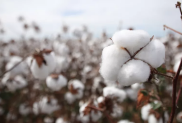 Algodão rompe estabilidade e dispara acima de R$ 3,60 com pressão externa e custo logístico