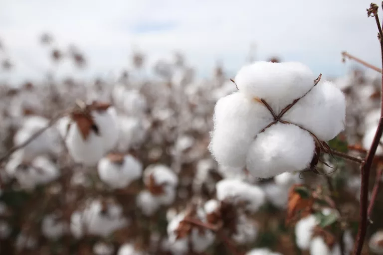 Algodão rompe estabilidade e dispara acima de R$ 3,60 com pressão externa e custo logístico