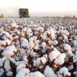 Alta da demanda externa e paridade de exportação sustentam preços do algodão no Brasil