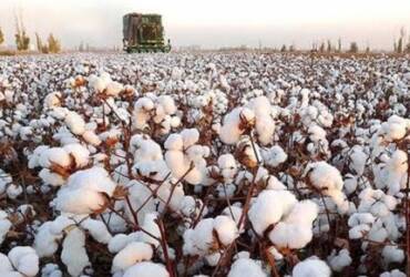 Alta da demanda externa e paridade de exportação sustentam preços do algodão no Brasil