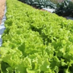 Baixada Cuiabana ganha centro de pesquisa da Embrapa para transformar a produção rural