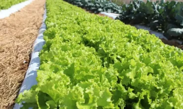 Baixada Cuiabana ganha centro de pesquisa da Embrapa para transformar a produção rural