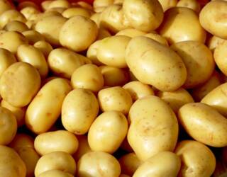 Batata ágata mantém estabilidade de preços nos atacados, mas Semana Santa deve elevar demanda