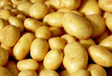Batata ágata mantém estabilidade de preços nos atacados, mas Semana Santa deve elevar demanda