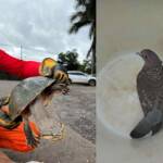 Bombeiros resgatam animais silvestres e encaminham ave ferida para atendimento em Lucas do Rio Verde