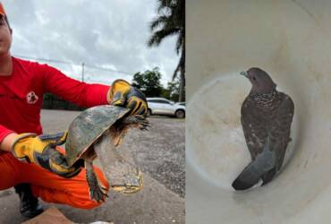 Bombeiros resgatam animais silvestres e encaminham ave ferida para atendimento em Lucas do Rio Verde
