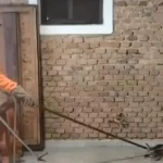 Cobra caninana de 2,5 m é capturada em Cáceres