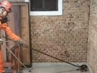 Cobra caninana de 2,5 m é capturada em Cáceres