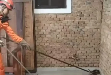 Cobra caninana de 2,5 m é capturada em Cáceres