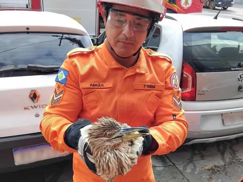 Socó-boi é resgatado por bombeiros em Alto Araguaia