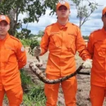 Bombeiros resgatam cobra jiboia em Comodoro, Mato Grosso