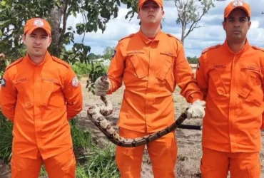 Bombeiros resgatam cobra jiboia em Comodoro, MT