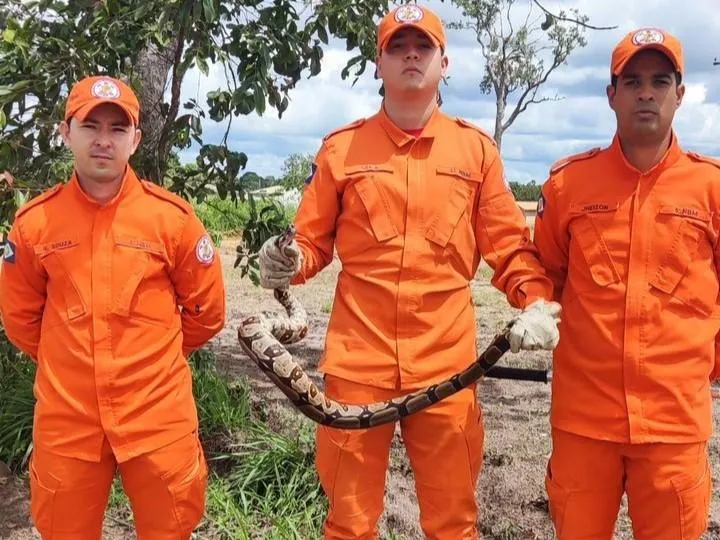 Bombeiros resgatam cobra jiboia em Comodoro, MT