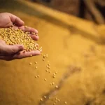 CNA critica moratória da soja no STF e pede retomada de ações suspensas