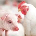 CNA define prioridades da avicultura e suinocultura para 2026