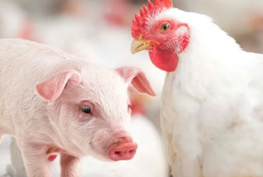 CNA define prioridades da avicultura e suinocultura para 2026