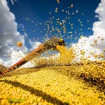 CNA inicia escuta nacional para construir propostas do Plano Agrícola 2026/2027