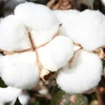 CTNBio aprova retirada do Pará da zona de exclusão do cultivo de algodão transgênico