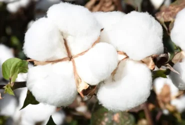 CTNBio aprova retirada do Pará da zona de exclusão do cultivo de algodão transgênico