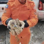 Socó-boi é resgatado por bombeiros após ficar preso em ar-condicionado em Alto Araguaia