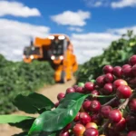 Alta do diesel impulsionada por conflito no Oriente Médio pode elevar custo da colheita do café em até 15%