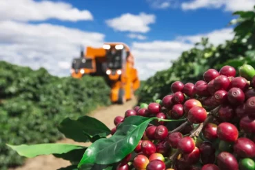 Alta do diesel impulsionada por conflito no Oriente Médio pode elevar custo da colheita do café em até 15%