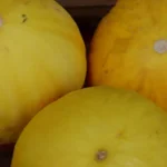 Chuva trava colheita e preço do melão dispara em São Paulo