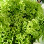 Clima favorável impulsiona vendas de folhosas na Ceagesp, mas calor acelera deterioração e exige atenção de compradores