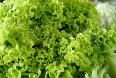 Clima favorável impulsiona vendas de folhosas na Ceagesp, mas calor acelera deterioração e exige atenção de compradores