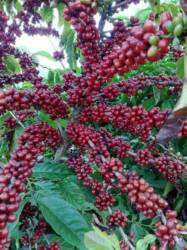 Clima vira aliado e safra de café 2026/27 pode surpreender com produção recorde