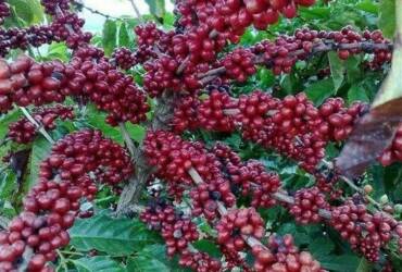 Clima vira aliado e safra de café 2026/27 pode surpreender com produção recorde