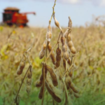 Colheita de soja avança para 99% e confirma força produtiva de Mato Grosso