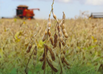 Colheita de soja avança para 99% e confirma força produtiva de Mato Grosso