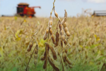 Colheita de soja avança para 99% e confirma força produtiva de Mato Grosso