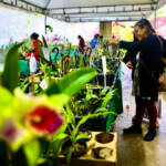 Com 60 expositores e flores a partir de R$ 10, Festival de Orquídeas começa nesta quinta em Cuiabá