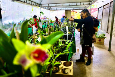 Com 60 expositores e flores a partir de R$ 10, Festival de Orquídeas começa nesta quinta em Cuiabá