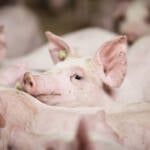 Conflito no Oriente Médio mantém mercado de suínos cauteloso e limita negociações
