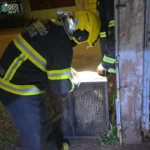 Pitbulls Confresa: cães são capturados após invasão