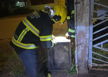Pitbulls Confresa: cães são capturados após invasão