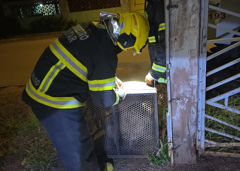 Pitbulls Confresa: cães são capturados após invasão