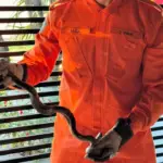 Sucuri verde é capturada em residência de Mato Grosso